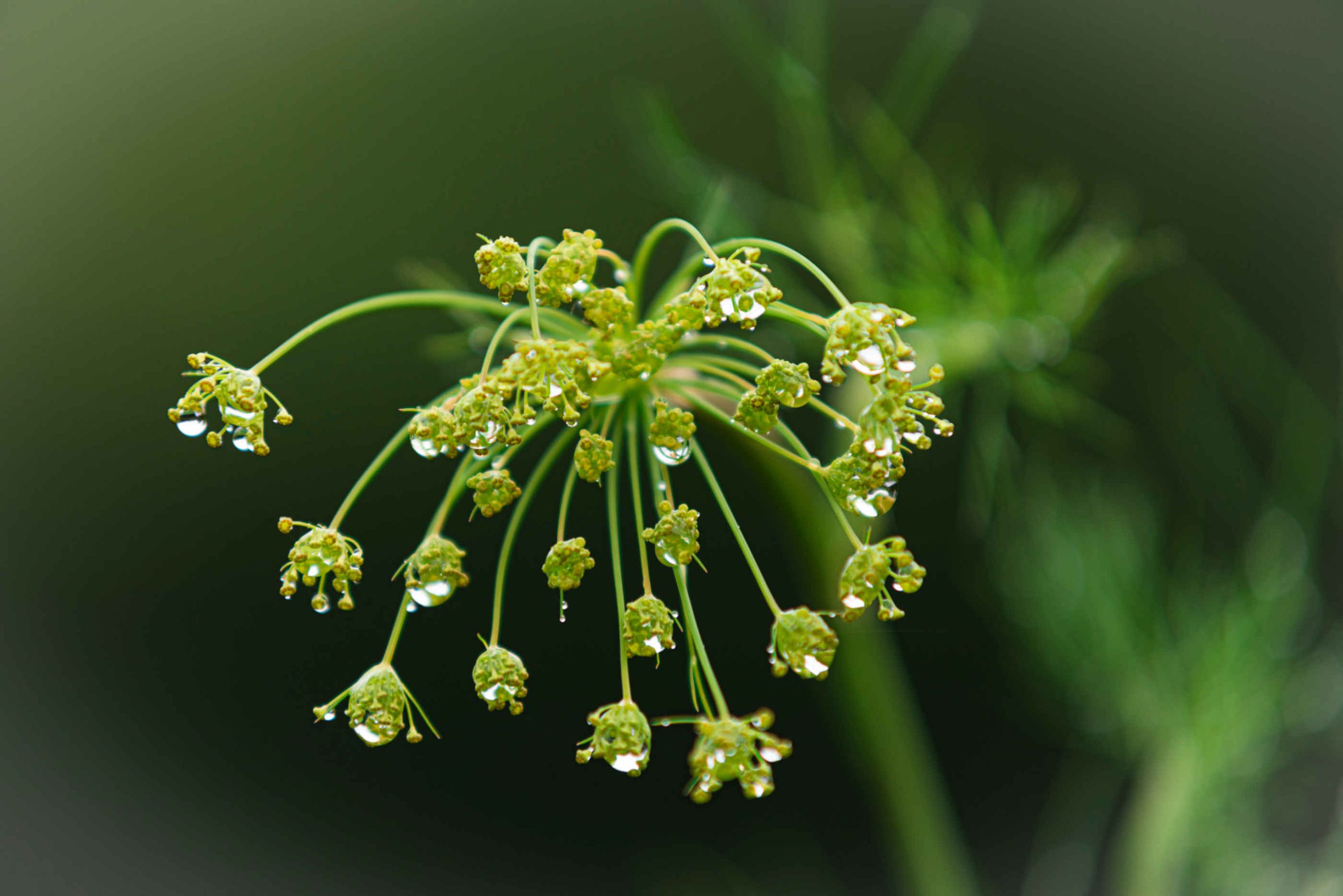 dill-planten-pa-sukkegarden