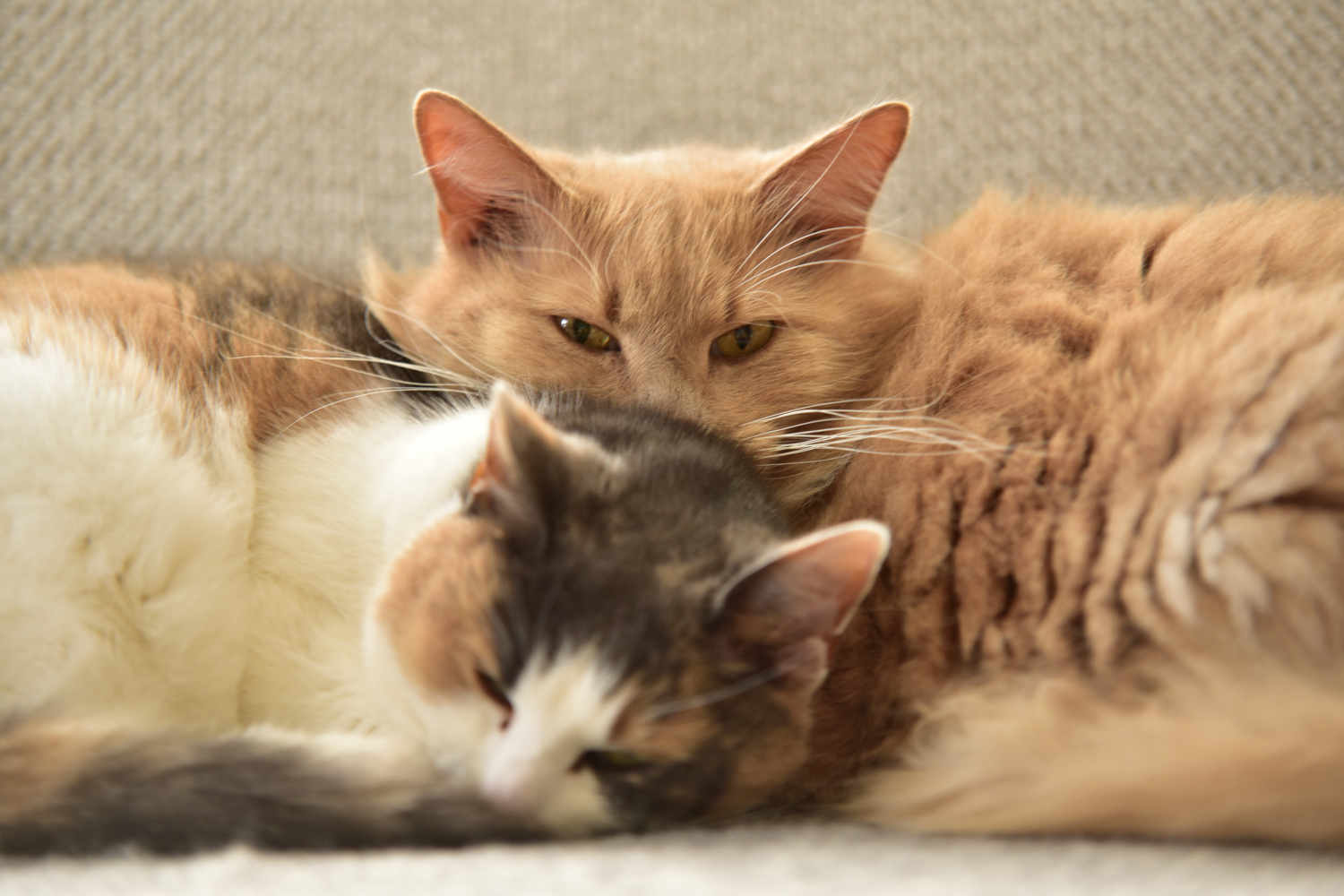 sukkegard-orange-katte